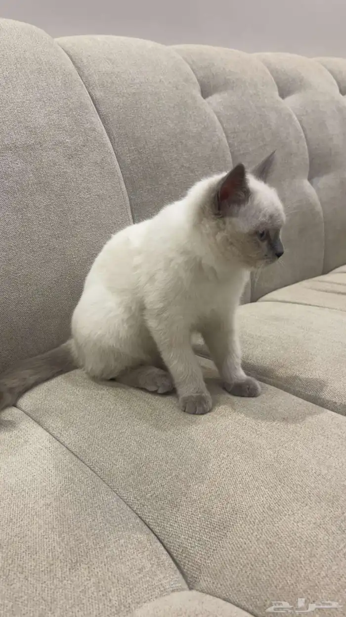 قطه للبيع مع كامل اغراضها 2