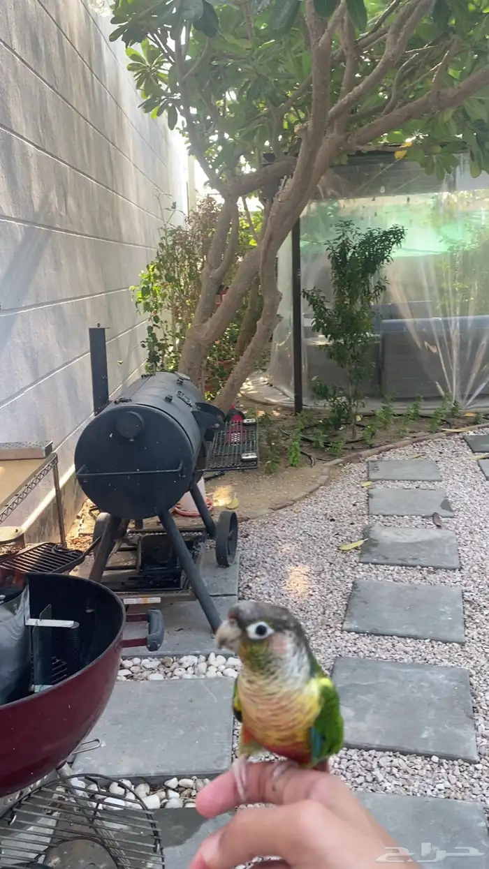 ببغاء كنيور ( أليف   يرقص   يتكلم ) 4