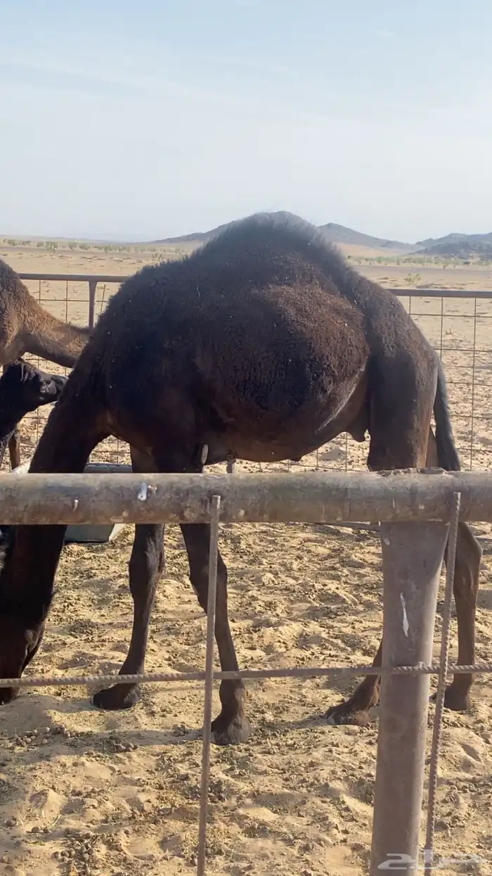 قعود قصب للبيع ابو عشره شهور 2