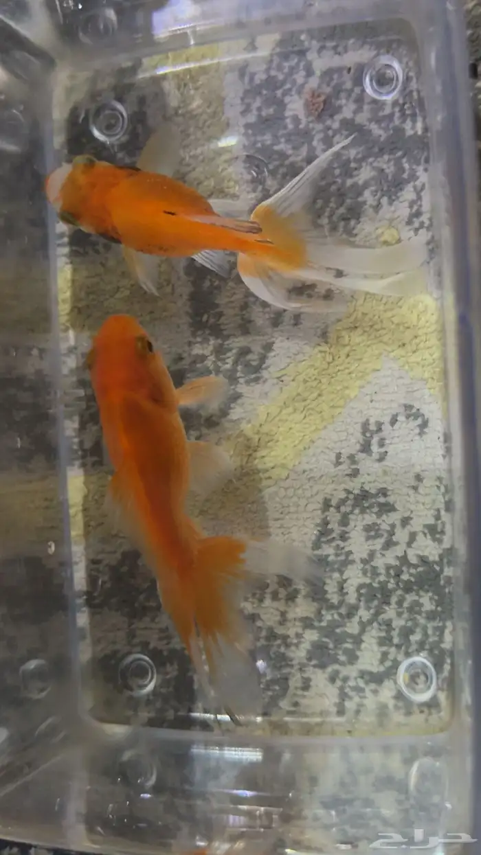 اسماك للبيع بجميع احتياجاتها 1