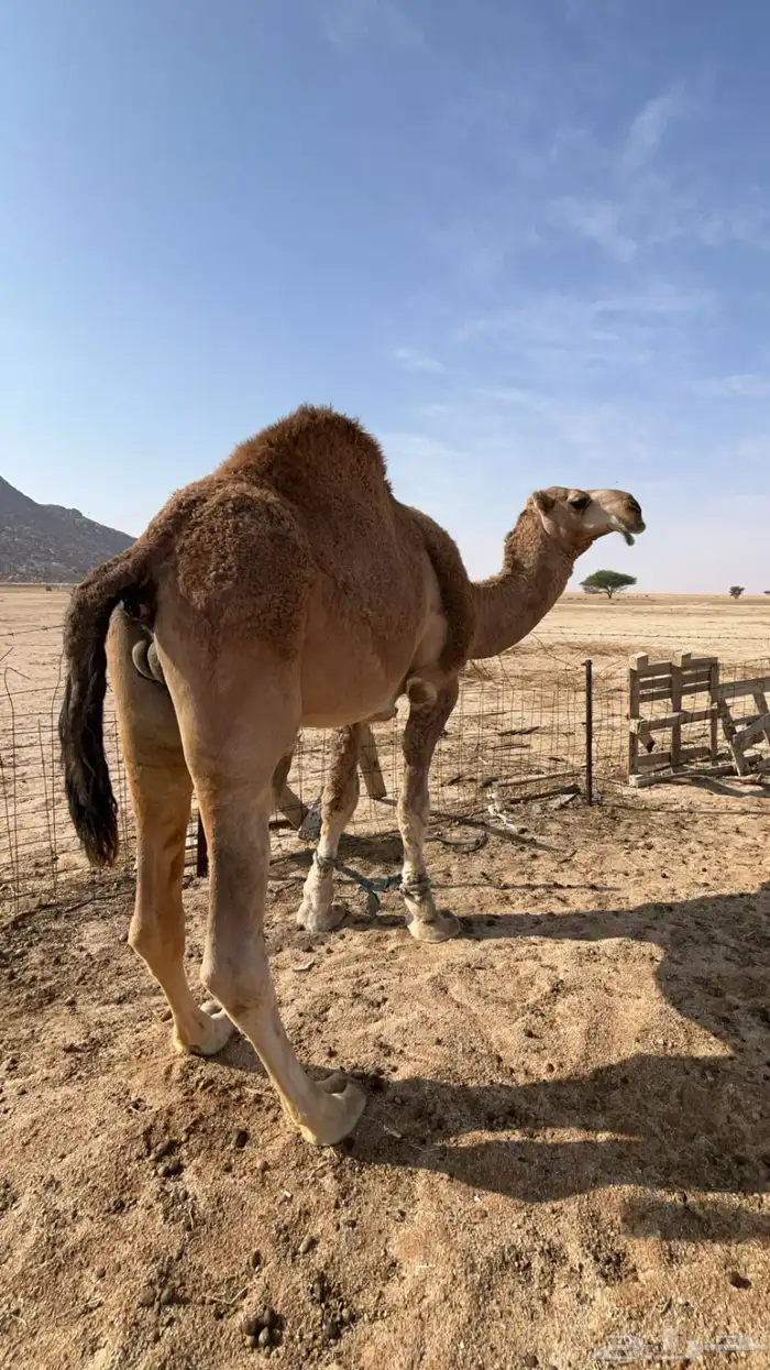 قعود باقي له شهرين تقريبا ويصير لقي 1