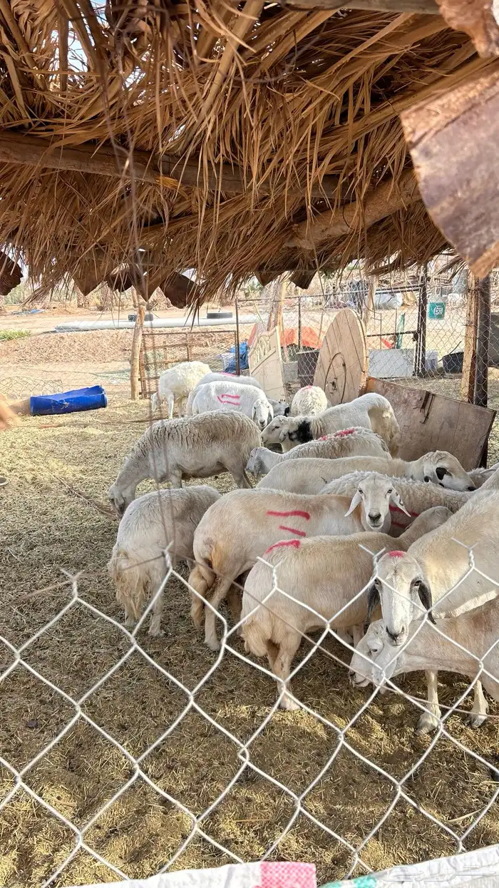 غنم حري للبيع 7