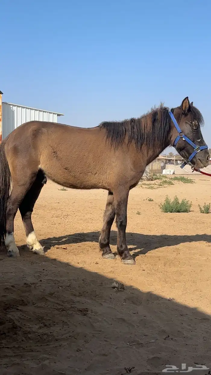 بوني هادي جدآ 4