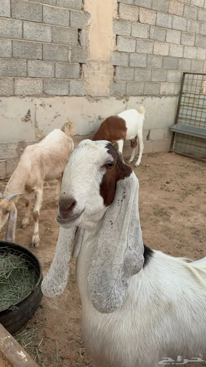 معزاء مشاريك 0