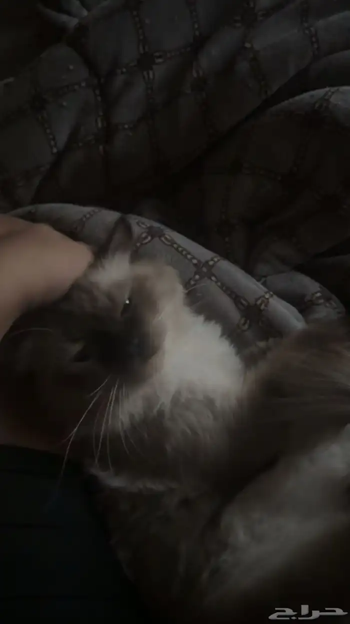 قط تبيني يجنن 4