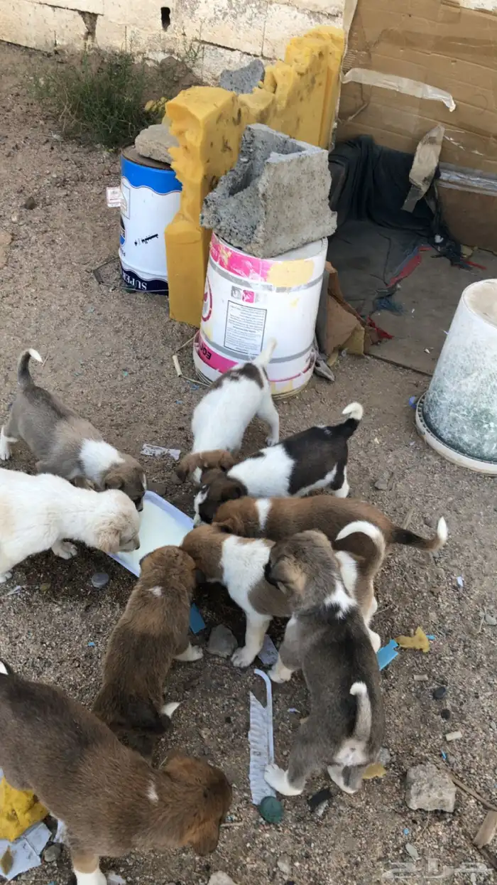 50 ريال كلاب صغيره لتربيه والحراسه 50 ريال 1