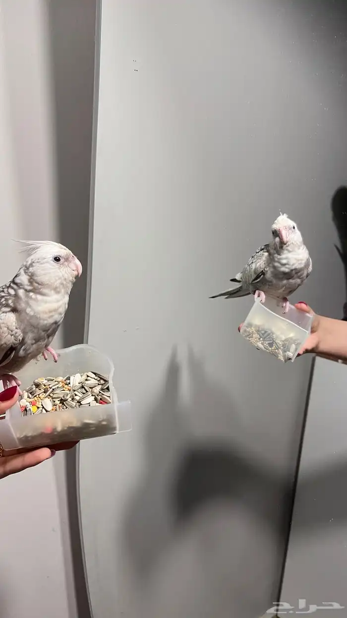 كروان انثى مفقوده الي يلقاه له مبلغ مالي 0