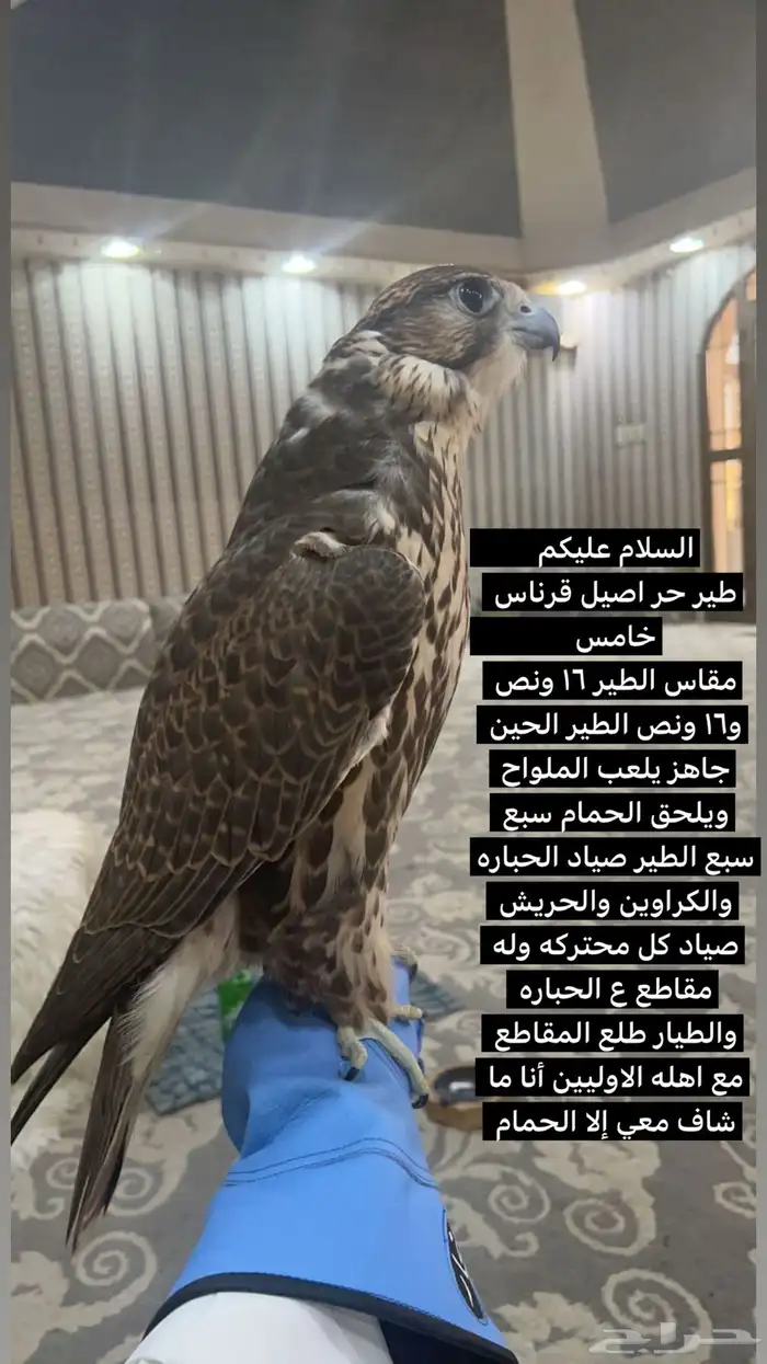 حر أسيل كاخ للبيع 0