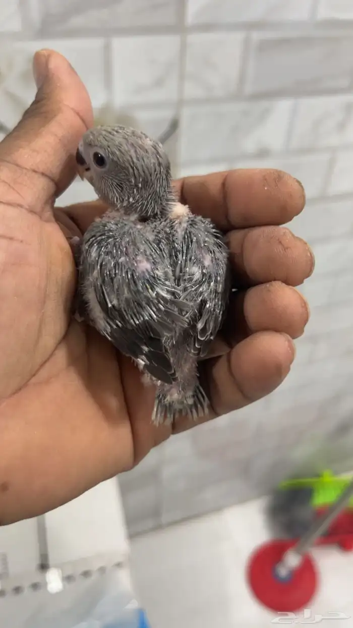 فروخ روز غر من انتاجي 0