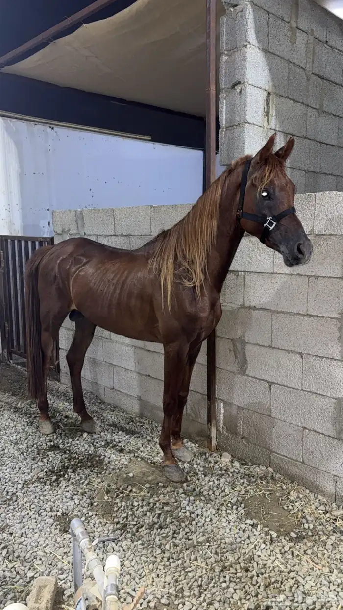 حصان ورق نسب قوي بسعر مناسب 2