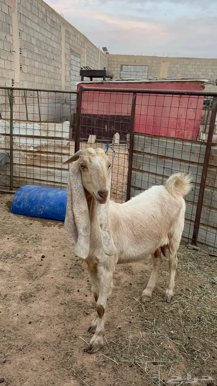 معزاء مشاريك 5