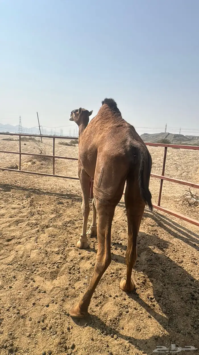 للبيع بكره ثنيه حمرا ساحلية حد 7 الاف 8