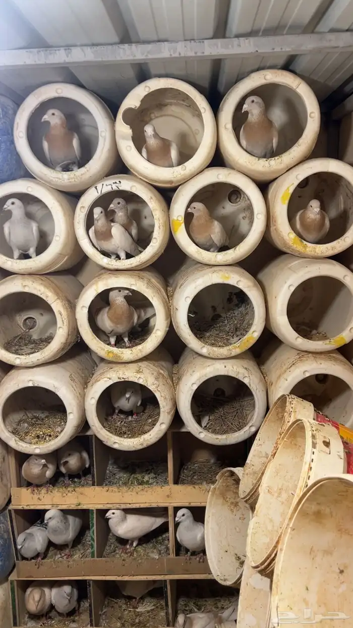 حمام زاجل ايس وكريمي 1