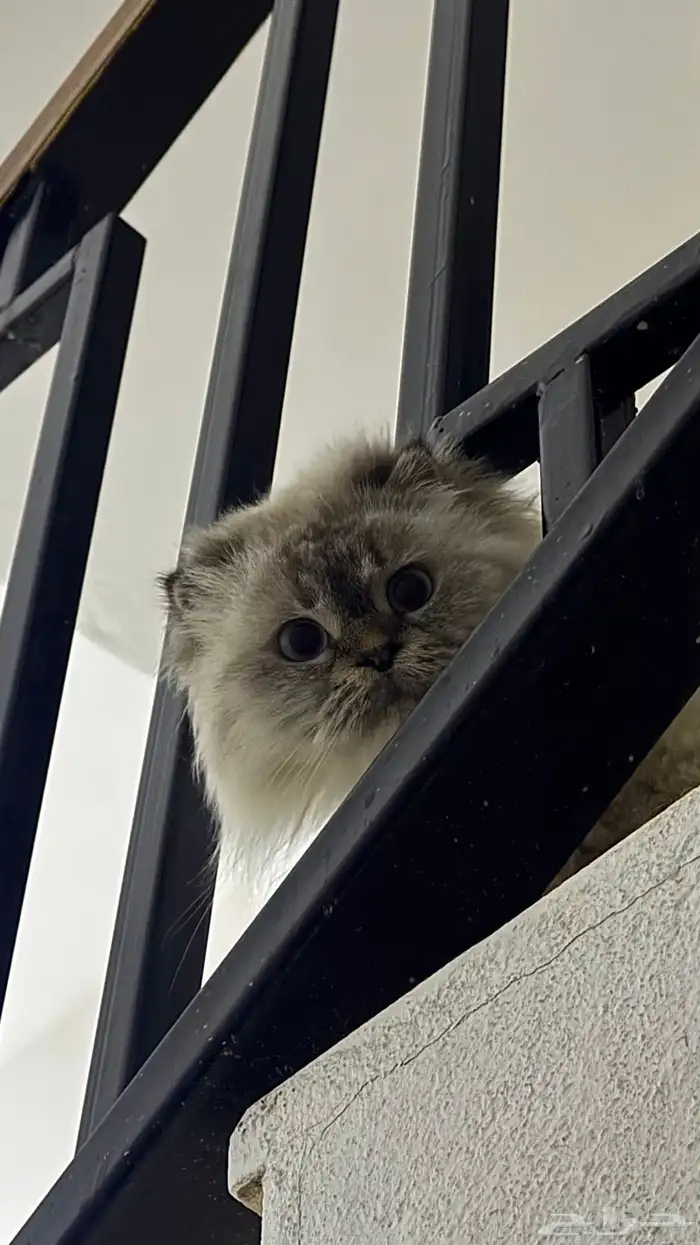 قطه شيرازي 0