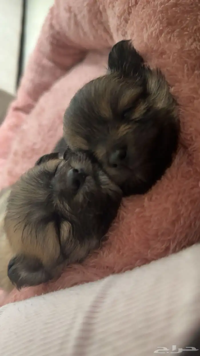 كلاب بومارينيان فوكس فيس 0