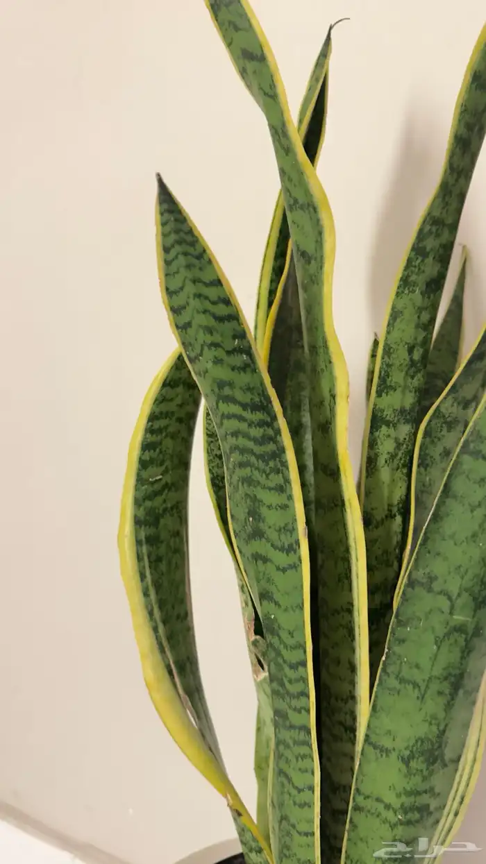 نبته جلد النمر 1