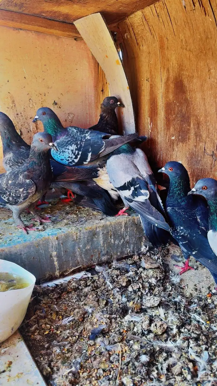 حمام بلدي ولع 0