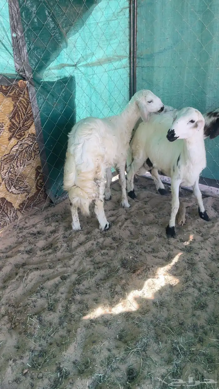 ثلاثه خرفان بلديه زبده 4