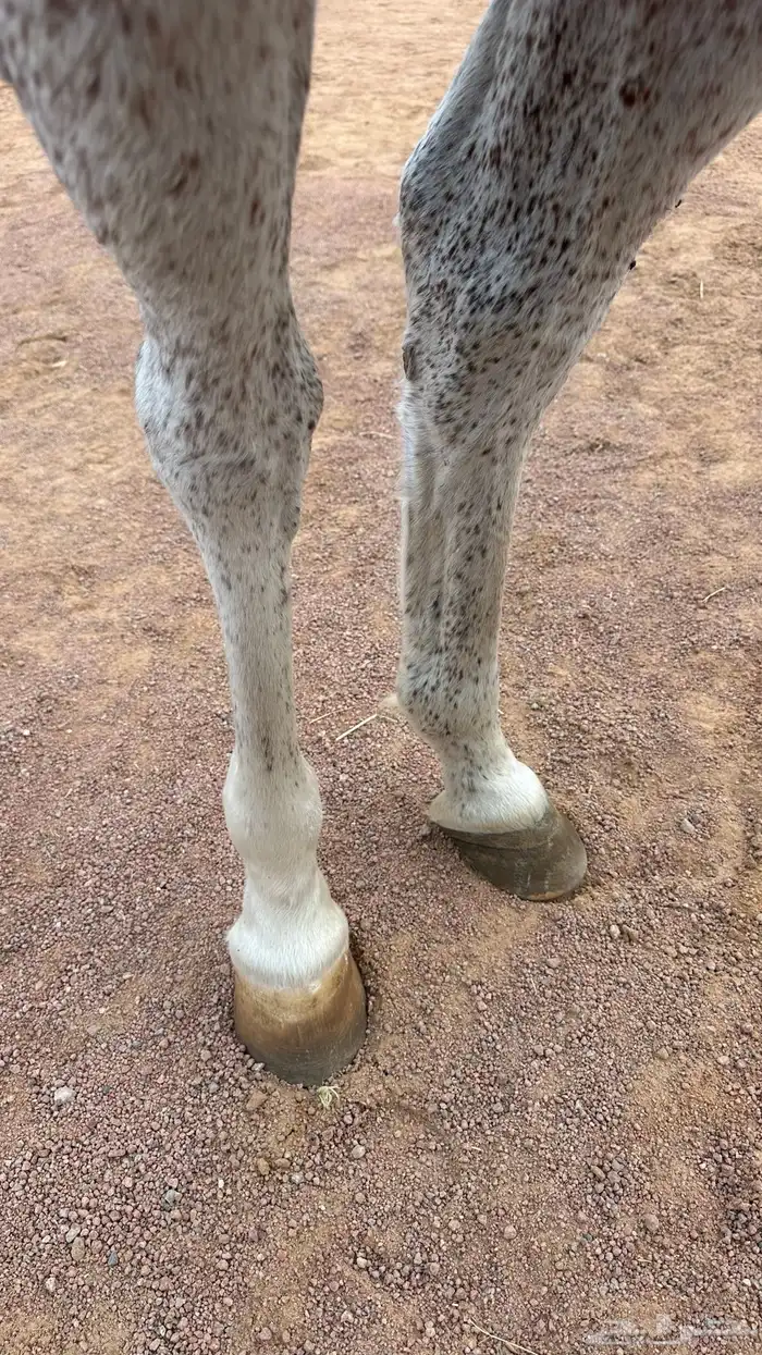 فرس صفراء شيخه 6