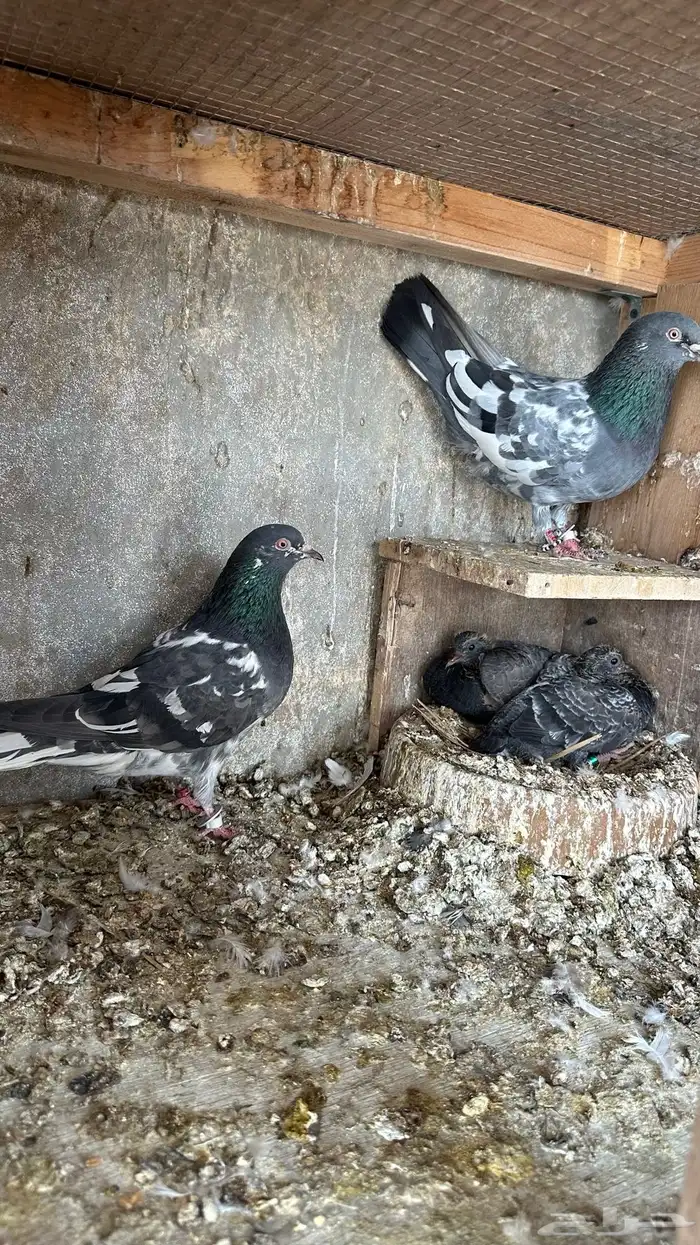 حمام بكستاني دابولا 1