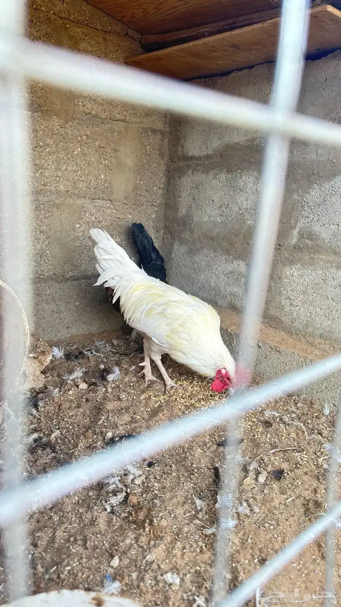 طقمين دجاج 4