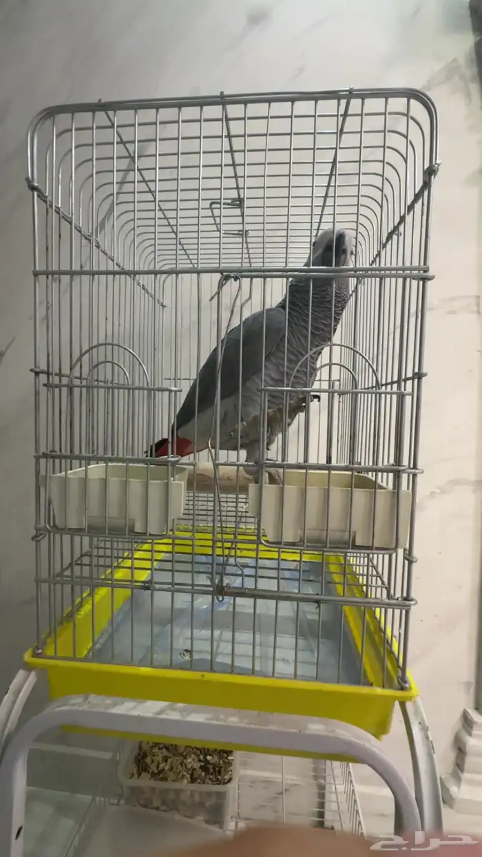 فرخ كاسكو جرئ متكلم على اليد ( تم البيع ) 8