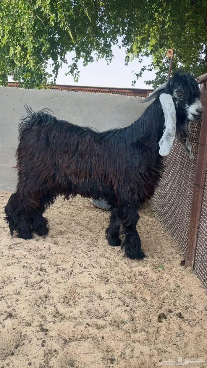 تيس جذع للبيع 0