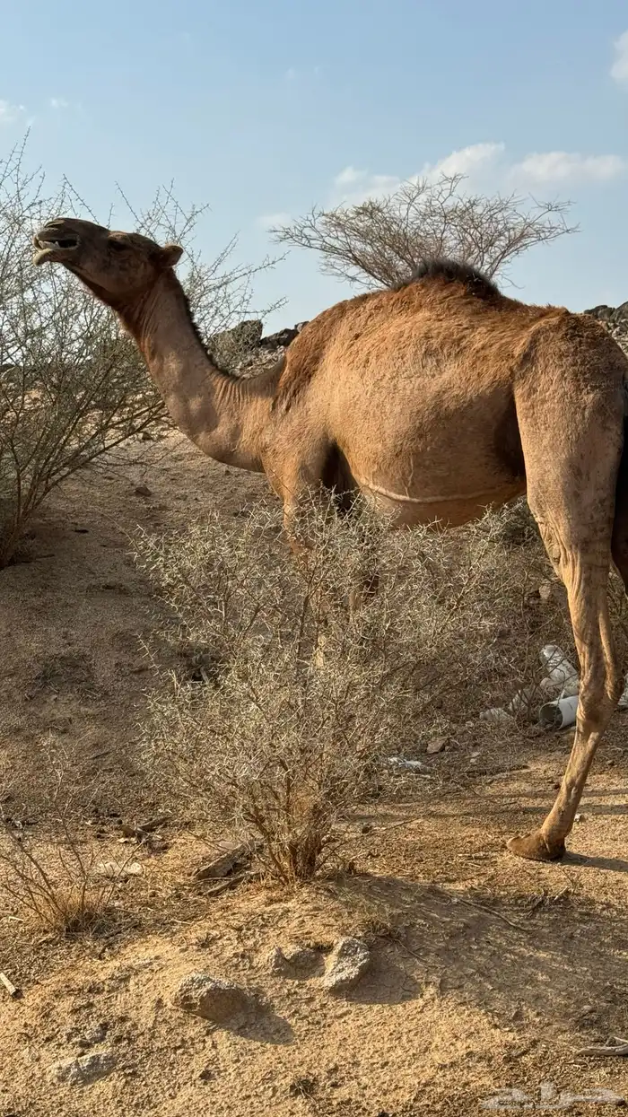 ناقه حمرا على ضراب 1