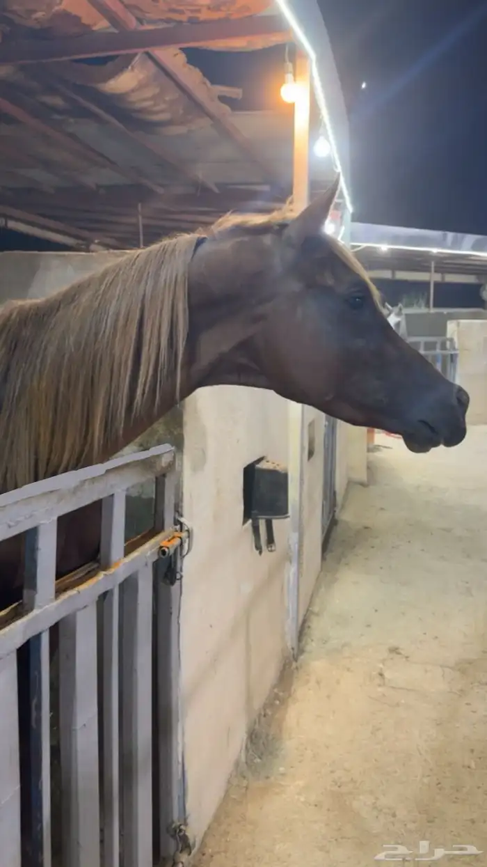 حصان ورق نسب قوي بسعر مناسب 6