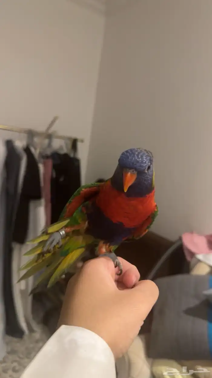 لوري اليف ومتكلم 1