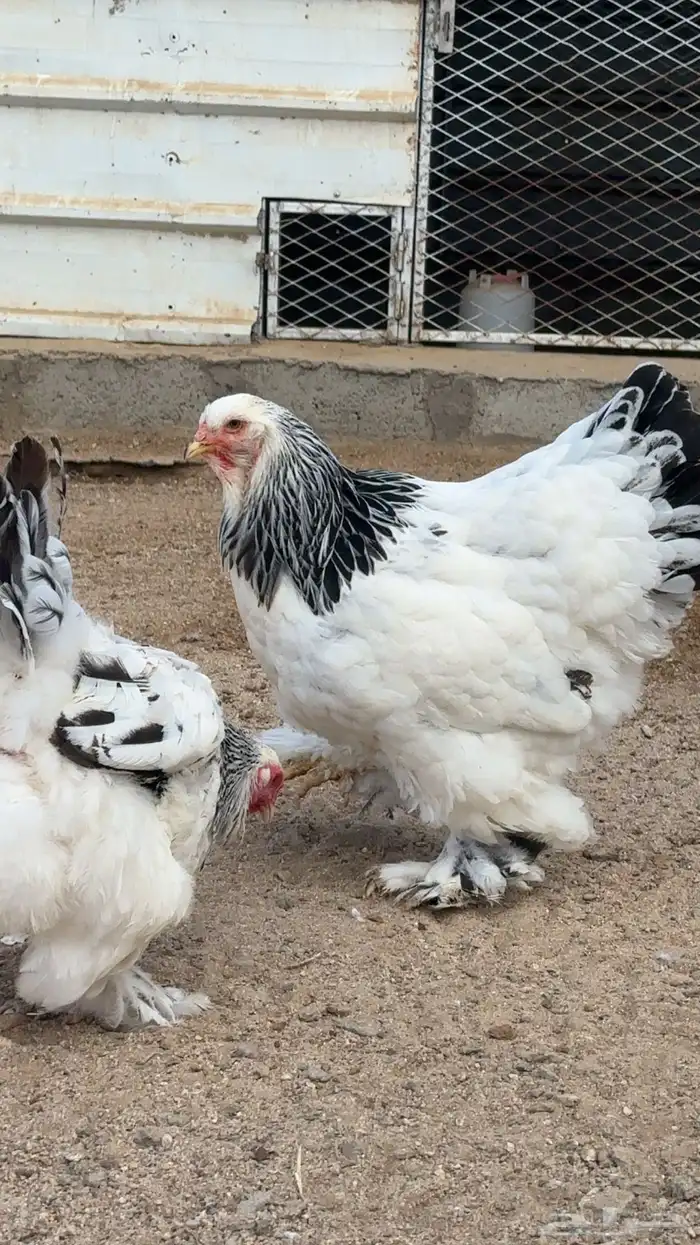 3 اطقم دجاج براهما للبيع 6