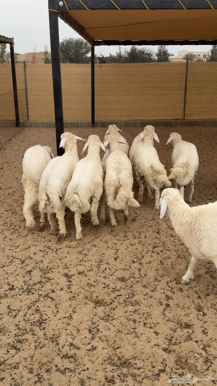 طليان مناسبات فل شحم 1