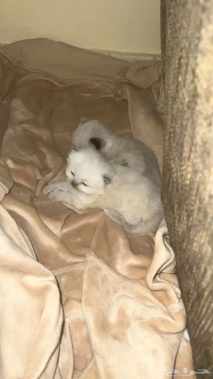 قطه هملايا مع اطفالها واغراضها للبيع 4