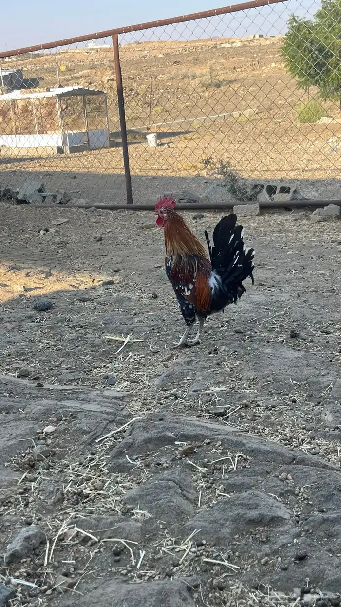 دجاج عربي ( ماكنتوش) 5