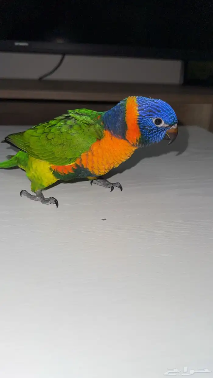 فرخ لوري لعشاق التميز 3