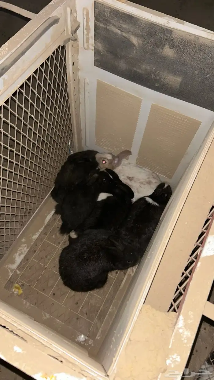 ارانب تم البيع 0