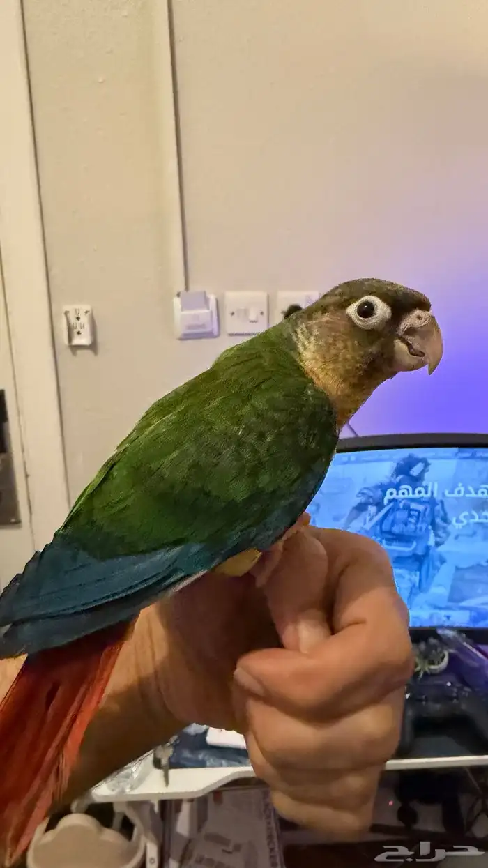 كنيور يلو سايد 4