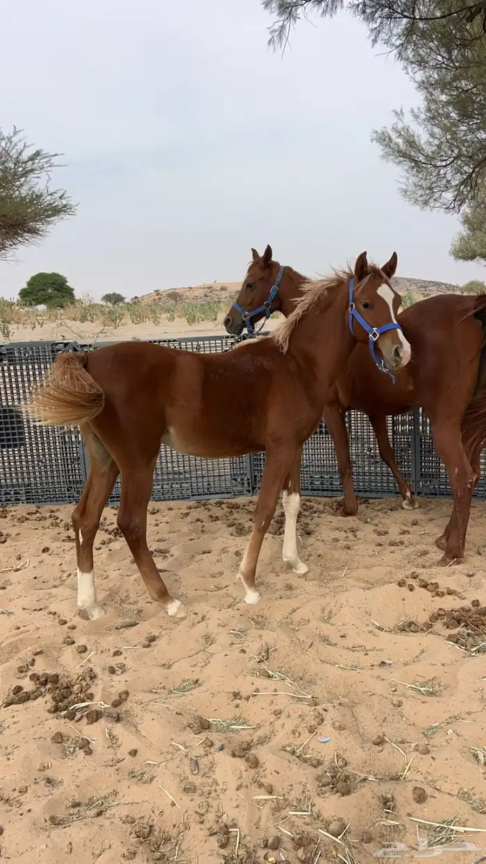 فرس عربيه ومهرها 1