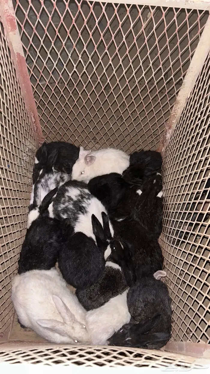 ارانب تم البيع 1