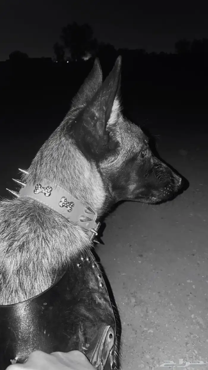 كلب مالينوا 4