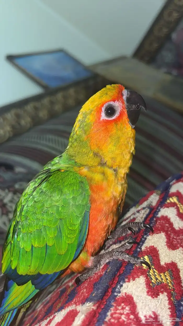 فرخ صن كنيور 3