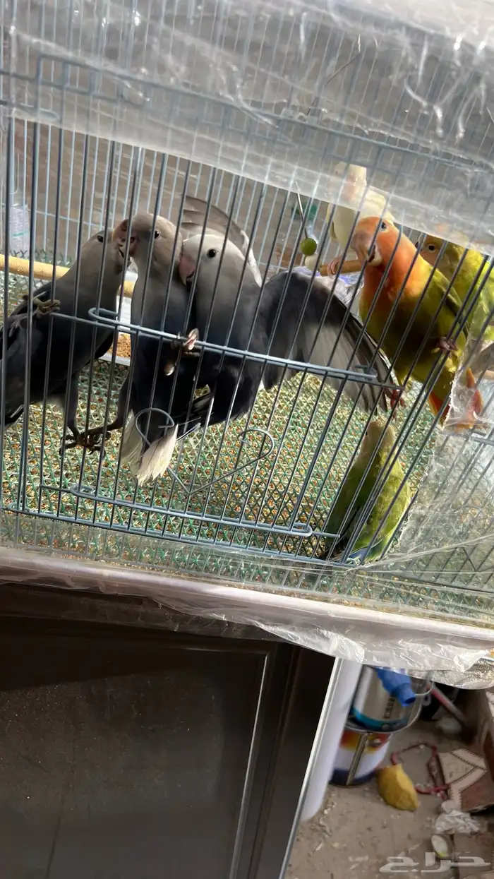 طيور روز اليفه جمله 200 تفريد 150 1