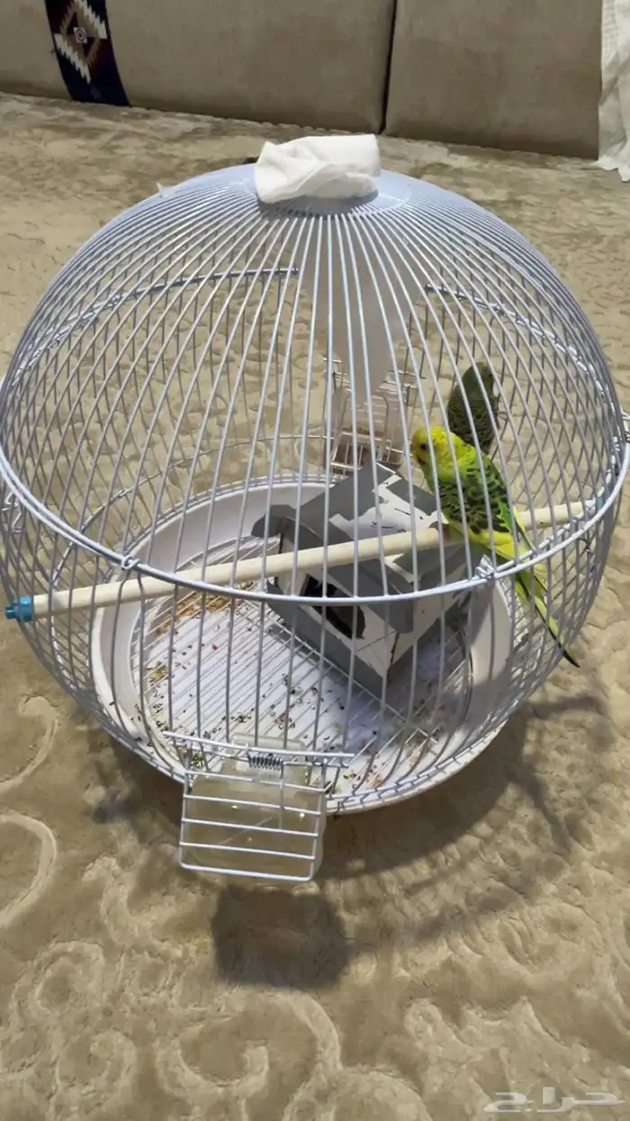 طيور الحب ذكر وانثى مع القفص 0