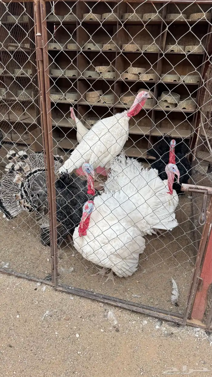 للبيع ديكة رومي 0