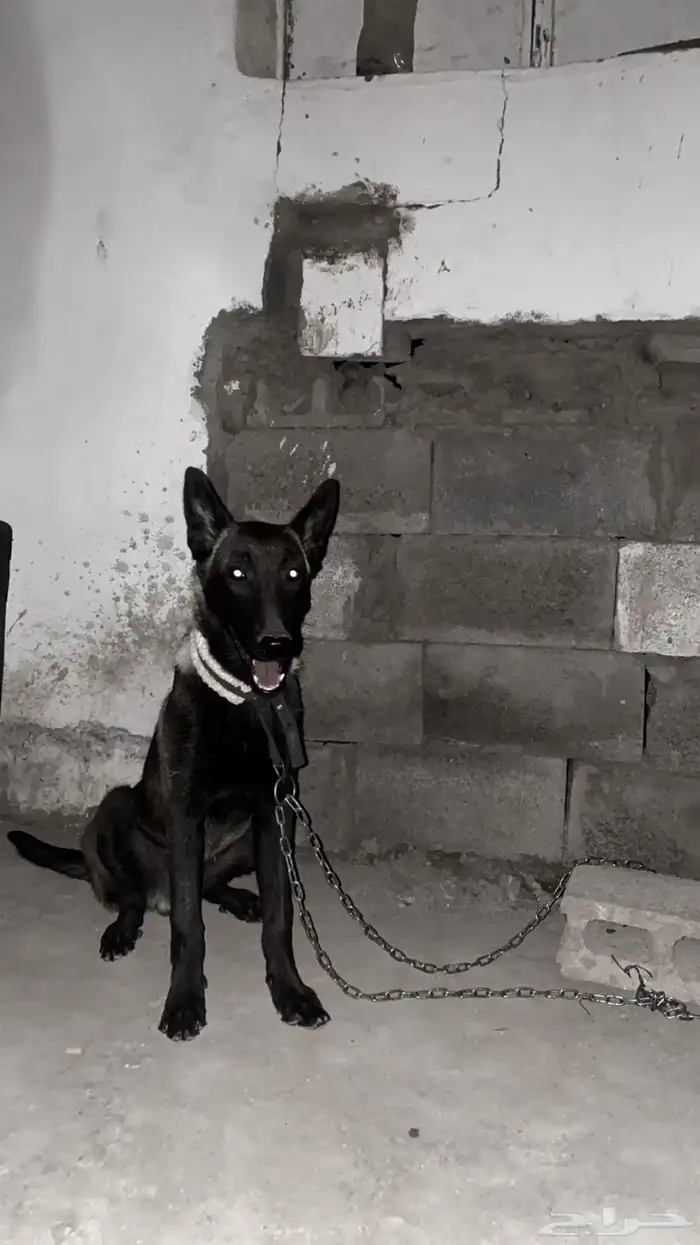 كلب مالينوا 1