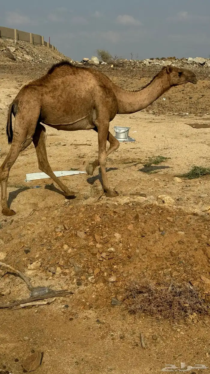 ناقه حمرا على ضراب 3