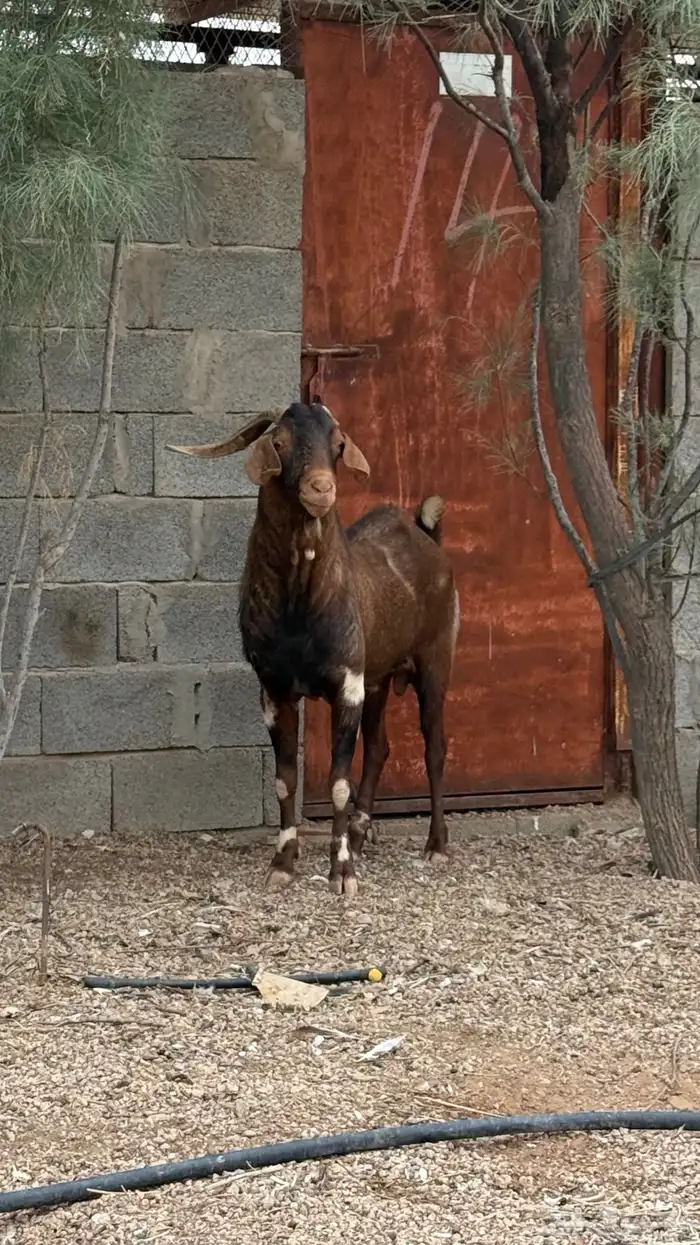 تيس فاخر للبيع 4