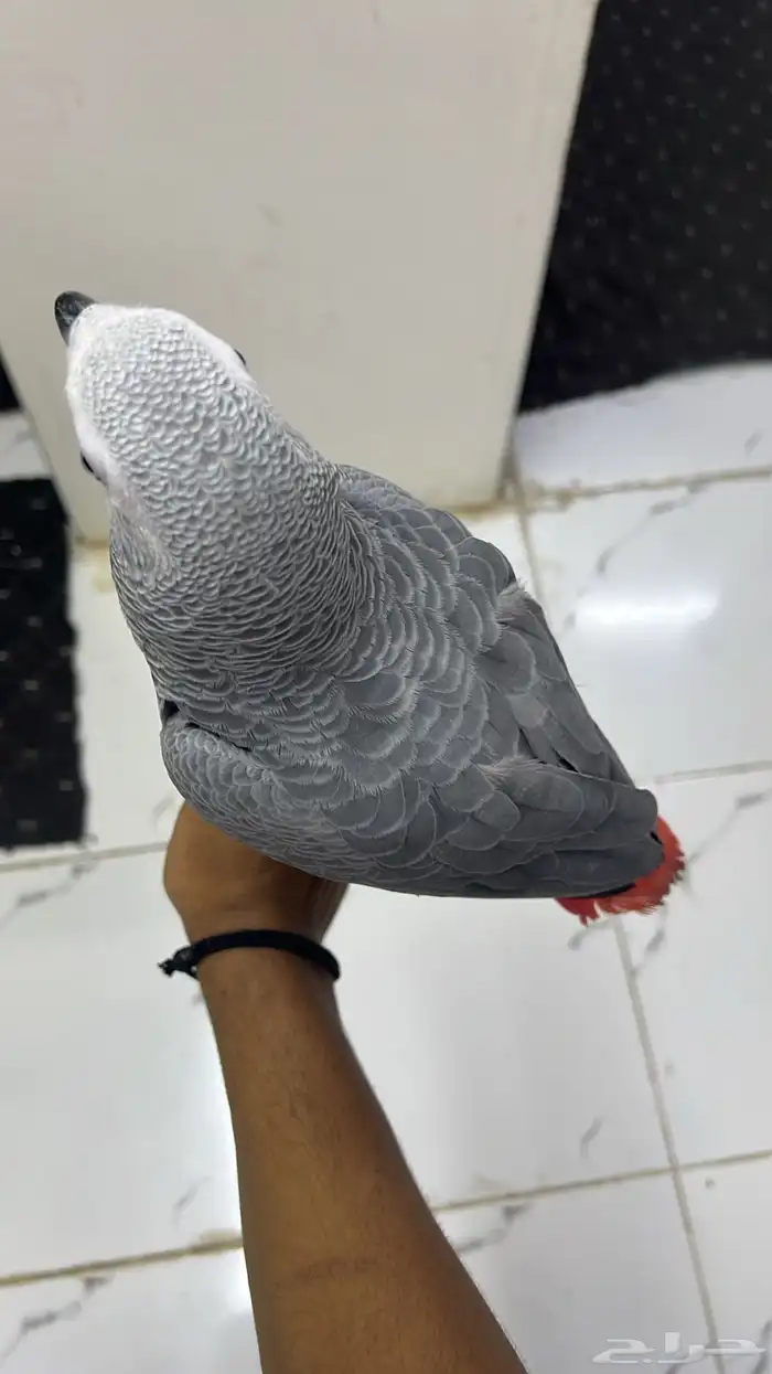 فرخ كاسكو انتاج محلي 0