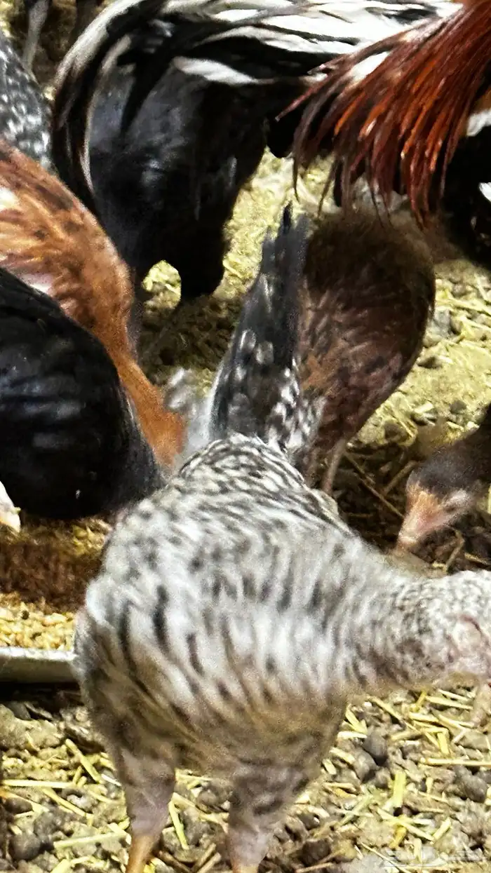 دجاج بلدي للبيع 4