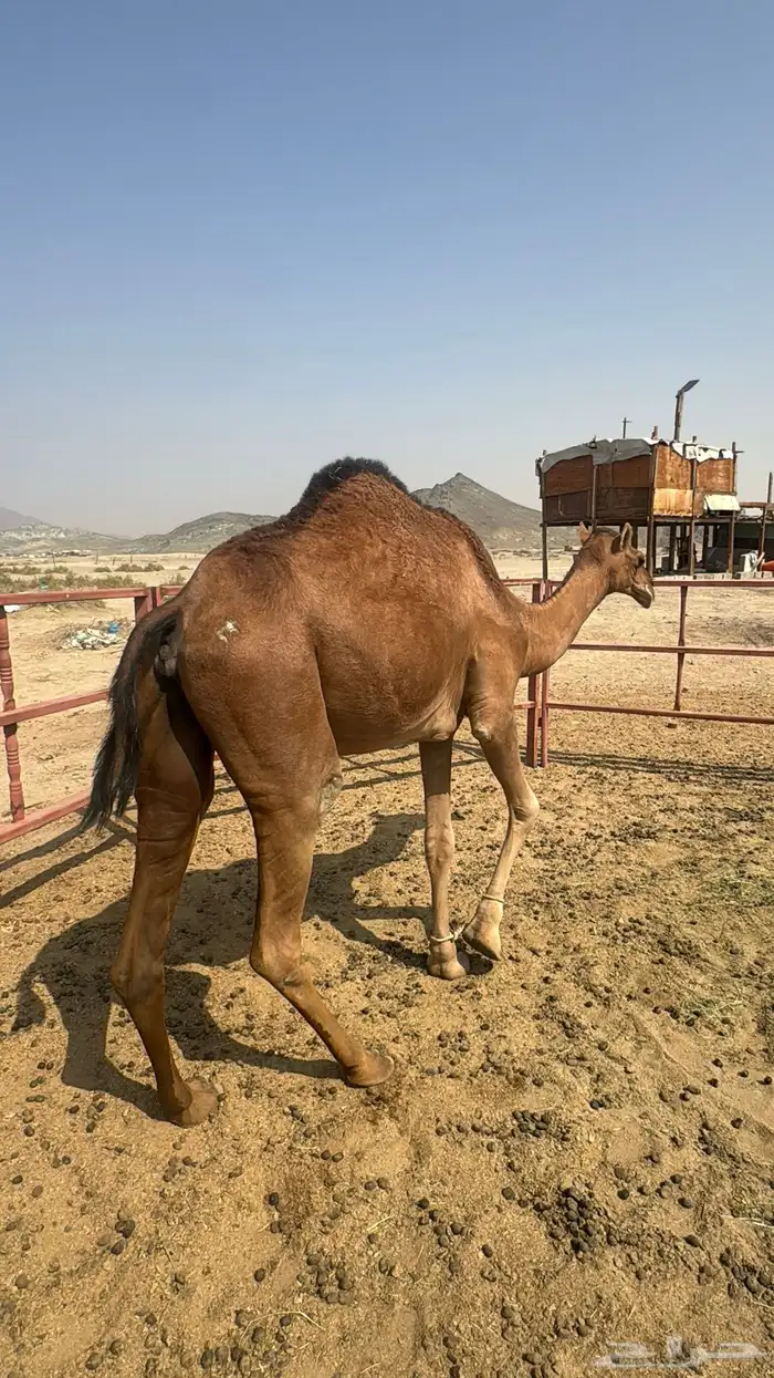 للبيع بكره ثنيه حمرا ساحلية حد 7 الاف 3